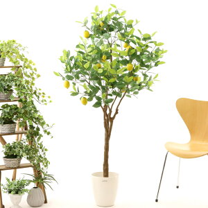 レモン 鉢 観葉植物の人気商品 通販 価格比較 価格 Com