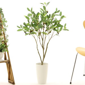 観葉植物 大型の人気商品 通販 価格比較 価格 Com 観葉植物 大型の人気商品 通販 価格比較 価格 Com
