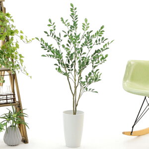 シマトネリコ 花 観葉植物の人気商品 通販 価格比較 価格 Com シマトネリコ 花 観葉植物の人気商品 通販 価格比較 価格 Com