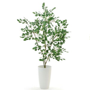 観葉植物 大型の人気商品 通販 価格比較 価格 Com 観葉植物 大型の人気商品 通販 価格比較 価格 Com