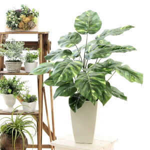 ポトス 観葉植物の人気商品 通販 価格比較 価格 Com