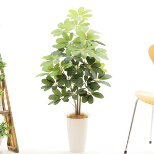 ベランダ 観葉植物 大型の人気商品 通販 価格比較 価格 Com