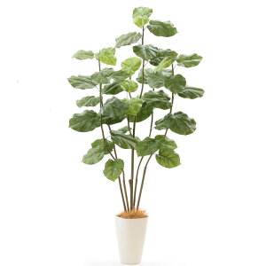 ウンベラータ 観葉植物の人気商品 通販 価格比較 価格 Com