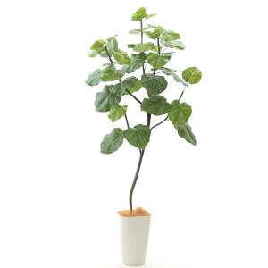 ウンベラータ 観葉植物の人気商品 通販 価格比較 価格 Com