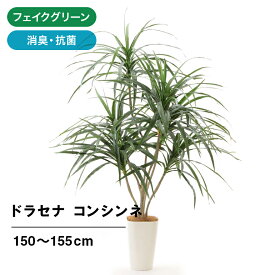 楽天市場 ドラセナ コンシンネの通販