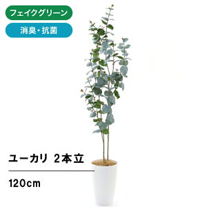 ユーカリ インテリア 観葉植物の人気商品 通販 価格比較 価格 Com