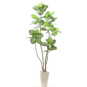ウンベラータ 観葉植物の人気商品 通販 価格比較 価格 Com