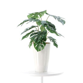人工観葉植物 観葉植物 フェイクグリーン 50〜55cm 観葉植物 人工 シンプル オフィス おしゃれ インテリア 大型 室内 鉢 人工観葉樹 空気清浄 消臭 抗菌 銀 酸化チタン 光触媒 モンステラ 葉12枚 高さ50〜55cm 白丸ポット CHIC7 【日付指定・ギフト不可】 No92451