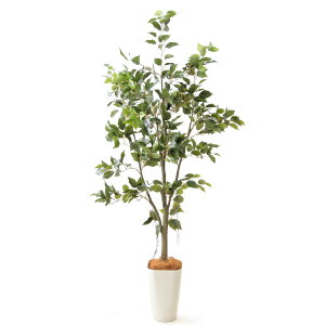 ベランダ 観葉植物 大型の人気商品 通販 価格比較 価格 Com