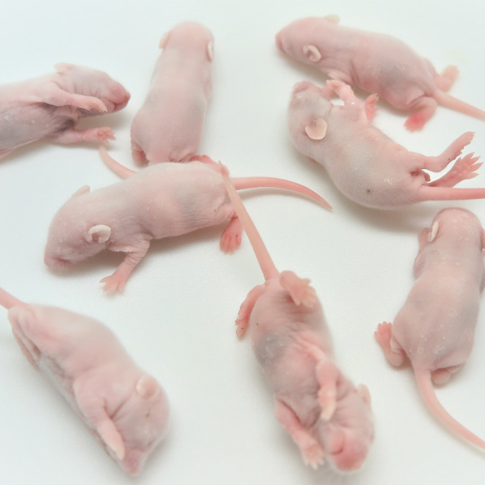 楽天市場】冷凍ピンクマウスL(100匹)約4.0cm/匹 ☆富城 冷凍マウス