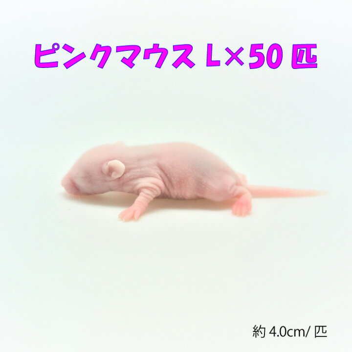 最も 国産冷凍マウス ファジー 50匹 ienomat.com.br
