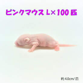 冷凍ピンクマウス L　100匹