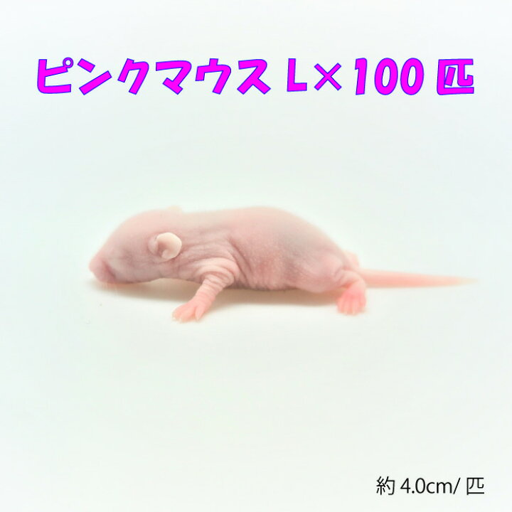 冷凍ピンクマウスL(100匹)約4.0cm/匹 ☆富城 冷凍マウス 冷凍 ネズミ 餌 冷凍ネズミ エサ 冷凍餌 エサ 猛禽類 爬虫類 両生類  大型魚の肉食ペット用 クール便発送 WAJO CLUB 