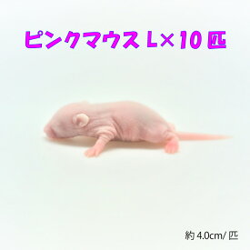 冷凍ピンクマウス L　10匹