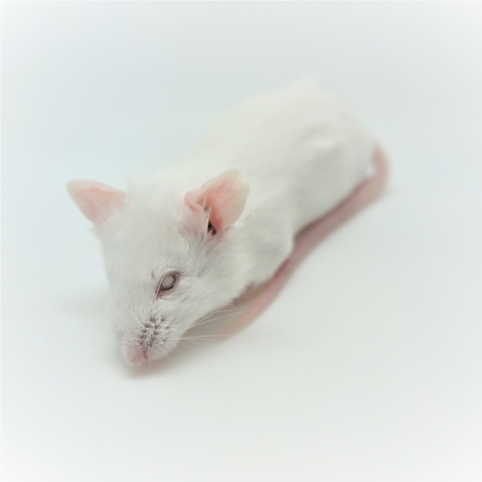 楽天市場】冷凍ファジーマウス (50匹)約5.5cm/匹 ☆富城 冷凍マウス 