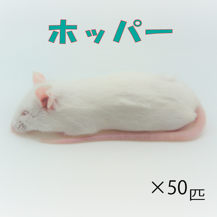 楽天市場】冷凍ピンクマウスL(50匹)約4.0cm/匹 ☆富城 冷凍マウス 冷凍 
