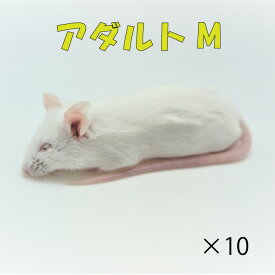 冷凍アダルトマウス M　10匹