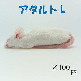 冷凍アダルトマウス L　100匹