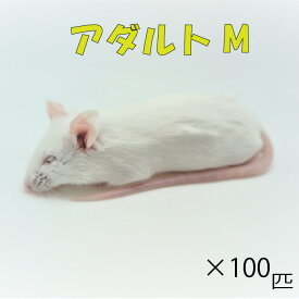 冷凍アダルトマウス M　100匹