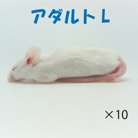 冷凍アダルトマウス L　10匹