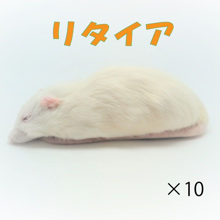 最大74%OFFクーポン 冷凍リタイアマウス (10匹)約10.0cm 匹 ☆富城