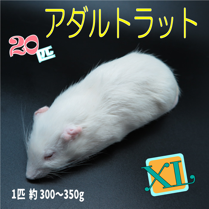 営業 国産冷凍マウス アダルトLL30匹 リタイア30匹 canbe.sakura.ne.jp