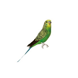 PUEBCOARTIFICIAL BIRDS - Budgie GREEN プエブコ インコ 緑 観葉植物 鳥 オブジェ
