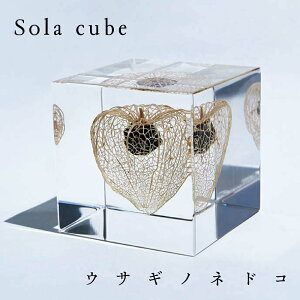 �E�T�M�m�l�h�R Sola cube �z�I�Y�L�@�A�N�������� �ق����� �S�� �I�u�W�F �M�t�g �v���[���g ���蕨