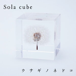 �E�T�M�m�l�h�R Sola cube �^���|�| 4cm�p�@�A�N�������� ����ۂ� danderion �I�u�W�F �M�t�g �v���[���g ���蕨