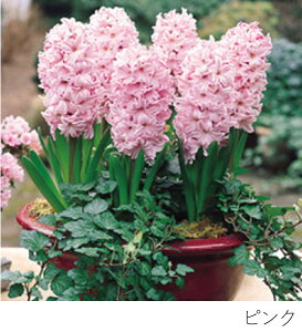 BULB VASE SHORT -qVX̋t͔|Zbg- 3F Ԋ t[x[X ֑} KX ͔|  T{e A k͔| KX|bg