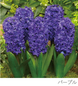 _BLACK FRIDAY |Cg2{^BULB VASE SHORT -qVX̋t͔|Zbg- 3F Ԋ t[x[X ֑} KX ͔|  T{e A k͔| KX|bg