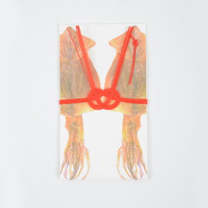 [֑Ή ac{ jV tgbp X jV j ړI ς 킢  N