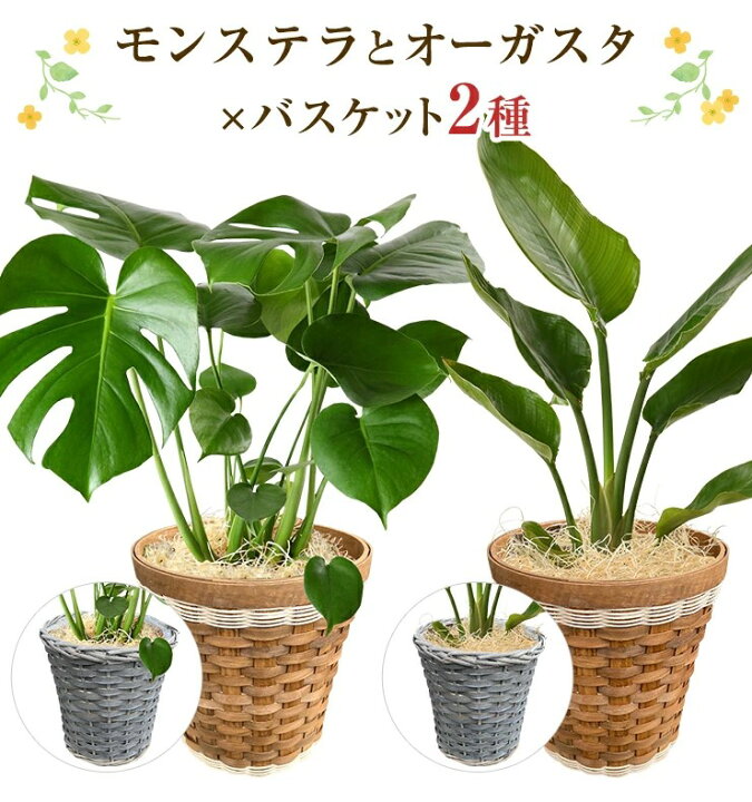 楽天市場】モンステラ 観葉植物 大型 鉢 おしゃれ 6号鉢 オーガスタ 