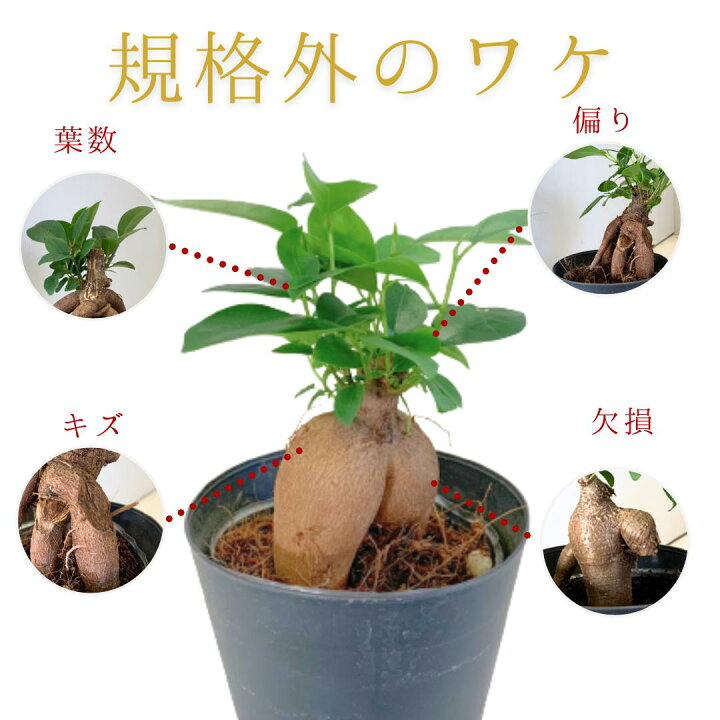 楽天市場】[規格外品] 観葉植物 ガジュマル 多幸の木 風水ラッキー 