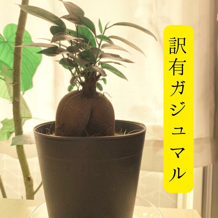 楽天市場】[規格外品] 観葉植物 ガジュマル 多幸の木 風水ラッキー 