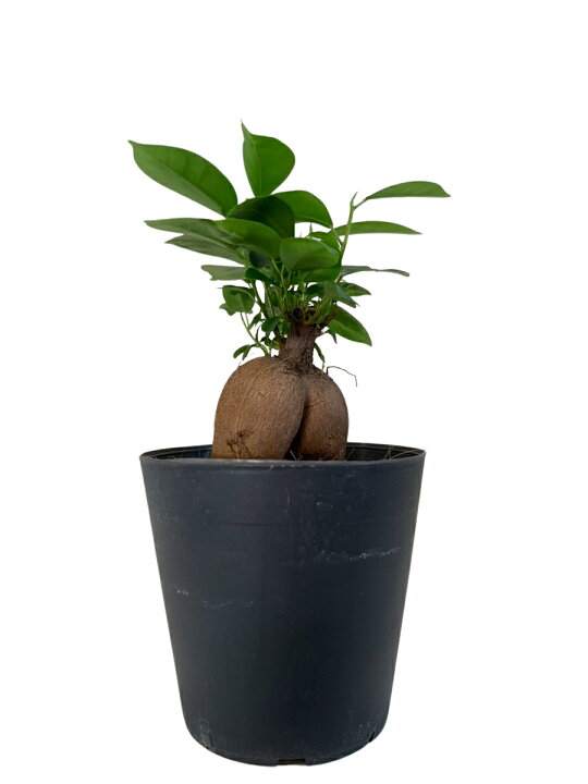 楽天市場】[規格外品] 観葉植物 ガジュマル 多幸の木 風水ラッキー 